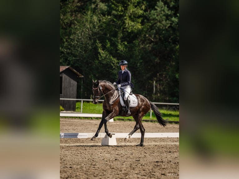 Hannover Castrone 3 Anni 167 cm Morello in Łódź
