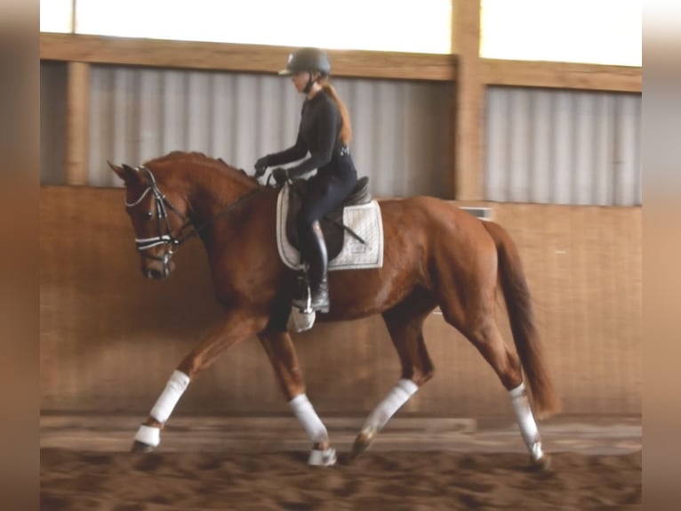 Hannover Castrone 3 Anni 167 cm Sauro in Fredenbeck