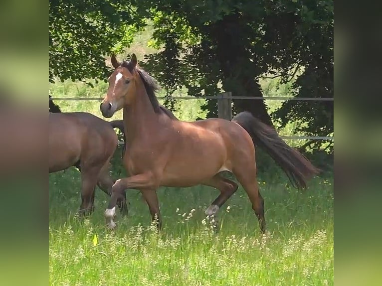 Hannover Castrone 3 Anni 168 cm Baio in Ratekau