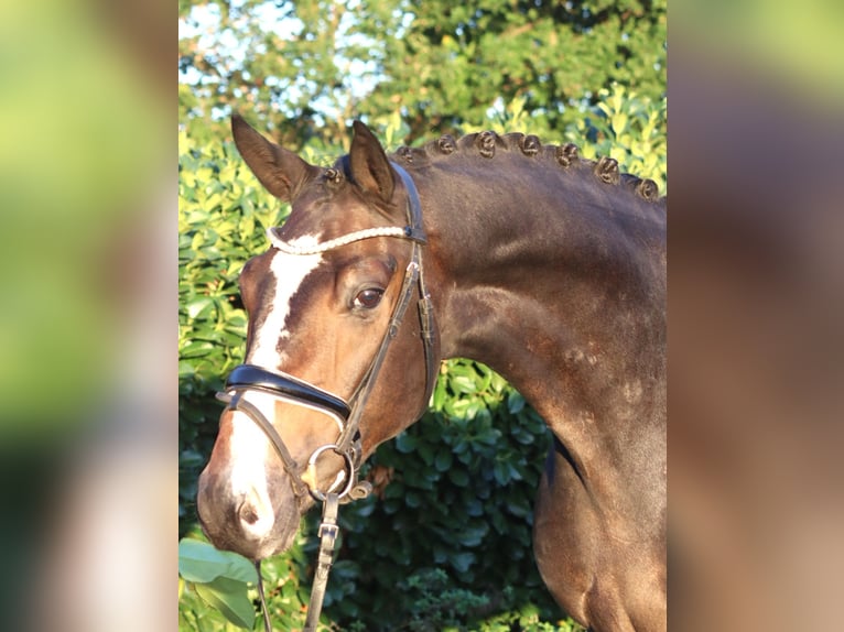 Hannover Castrone 3 Anni 168 cm Baio in Selsingen