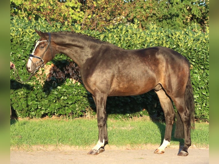 Hannover Castrone 3 Anni 168 cm Baio in Selsingen