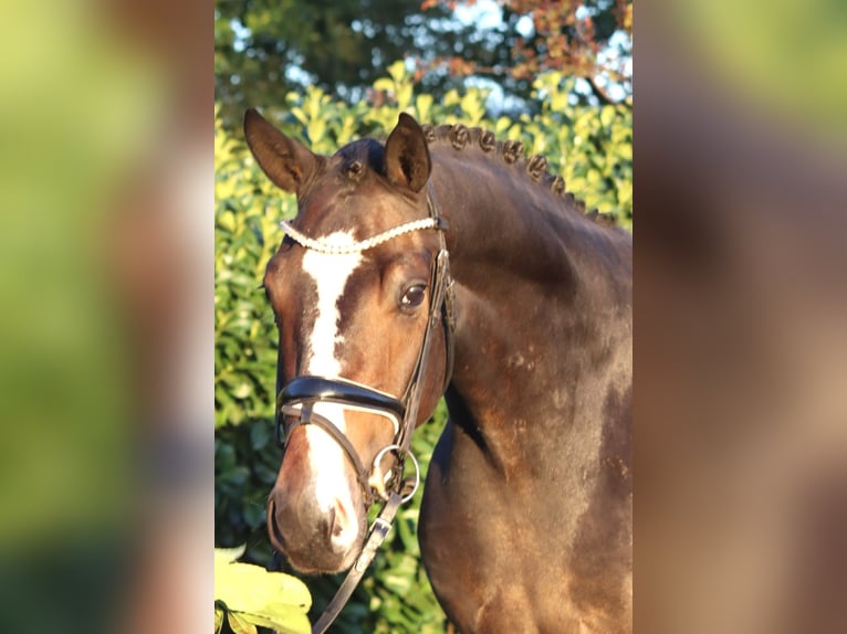 Hannover Castrone 3 Anni 168 cm Baio in Selsingen