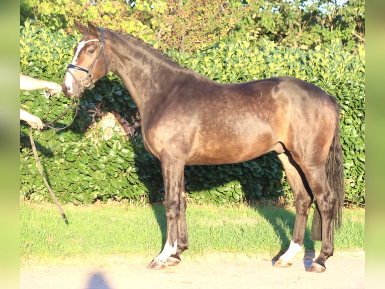 Hannover Castrone 3 Anni 168 cm Baio in Selsingen