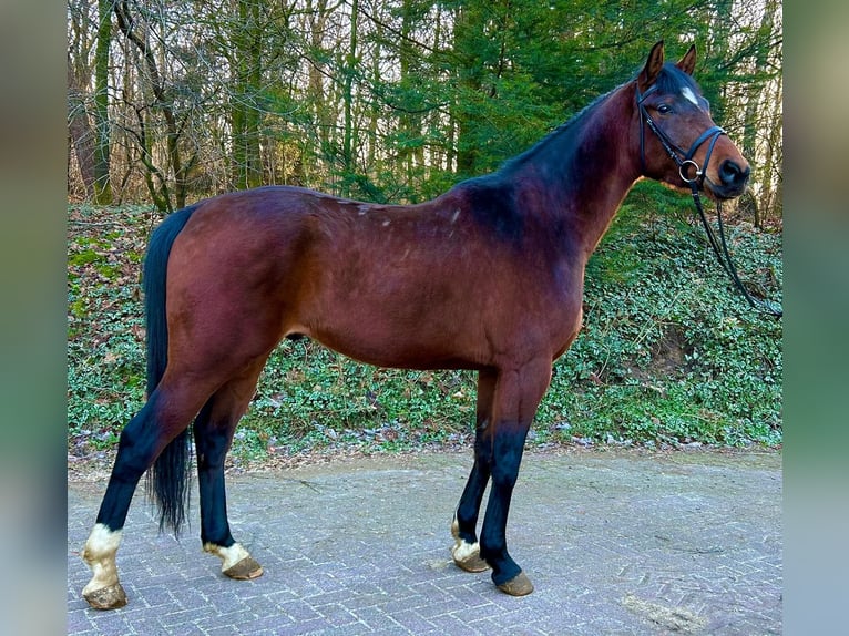 Hannover Castrone 3 Anni 168 cm Baio in Geestland