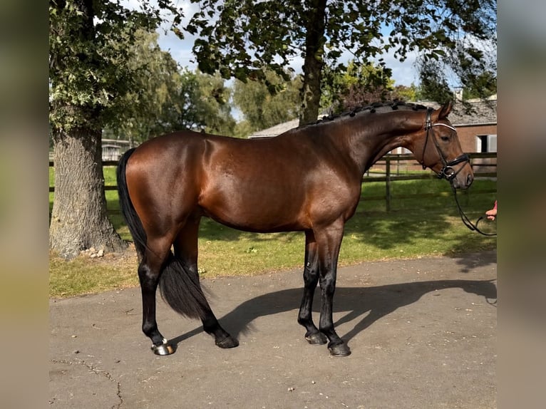 Hannover Castrone 3 Anni 168 cm Baio in Weyhe