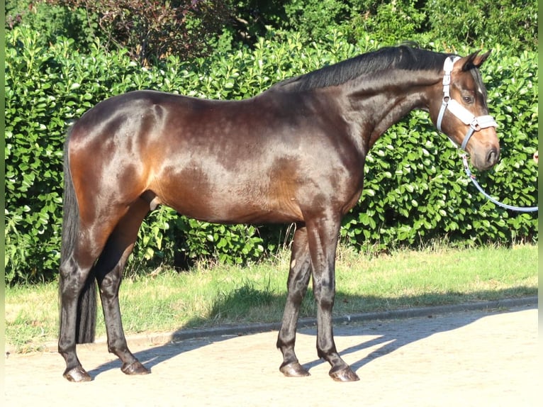 Hannover Castrone 3 Anni 168 cm Baio in Selsingen