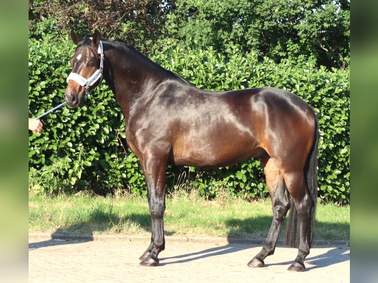 Hannover Castrone 3 Anni 168 cm Baio in Selsingen