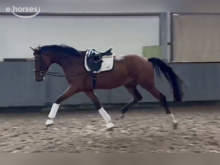 Hannover Castrone 3 Anni 168 cm Baio in Tiddische