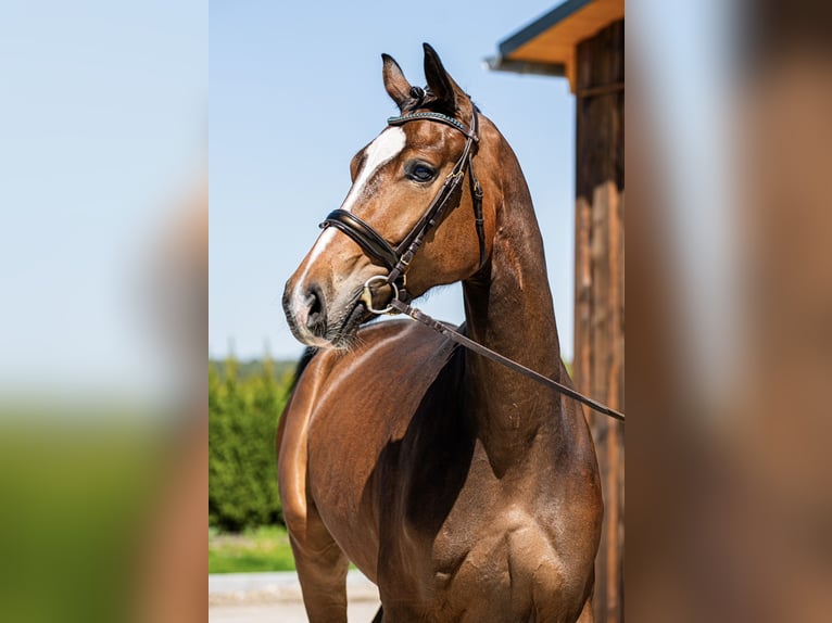 Hannover Castrone 3 Anni 168 cm Baio ciliegia in Brandenburg