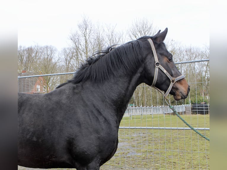 Hannover Castrone 3 Anni 168 cm Baio scuro in Bunderhee