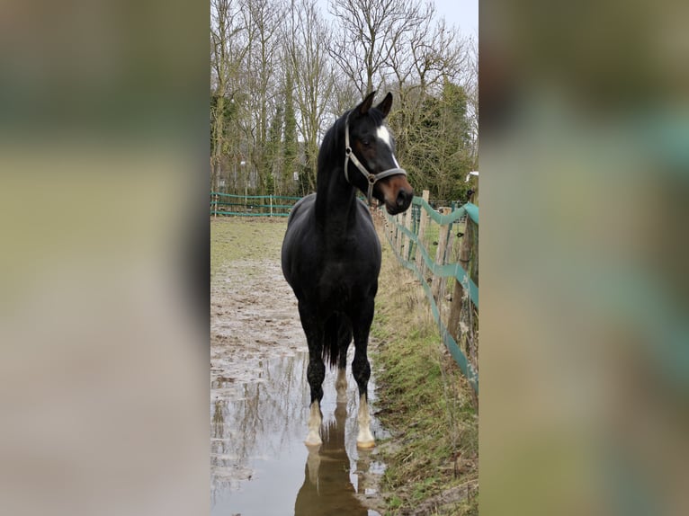 Hannover Castrone 3 Anni 168 cm Baio scuro in Bunderhee