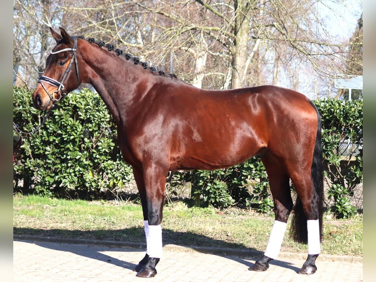 Hannover Castrone 3 Anni 168 cm Baio in Selsingen