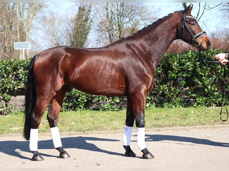 Hannover Castrone 3 Anni 168 cm Baio in Selsingen