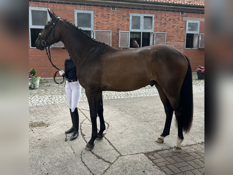 Hannover Castrone 3 Anni 168 cm in Mechtersen