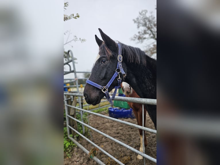 Hannover Castrone 3 Anni 168 cm Morello in Moers