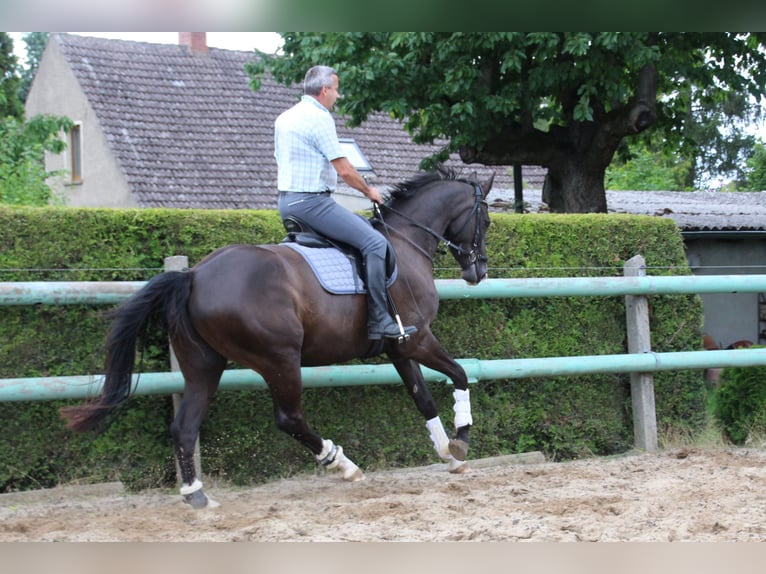Hannover Castrone 3 Anni 168 cm Morello in Dahme/Mark
