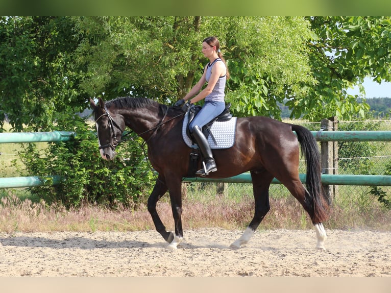 Hannover Castrone 3 Anni 168 cm Morello in Dahme/Mark