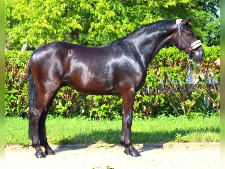 Hannover Castrone 3 Anni 168 cm Morello in Selsingen