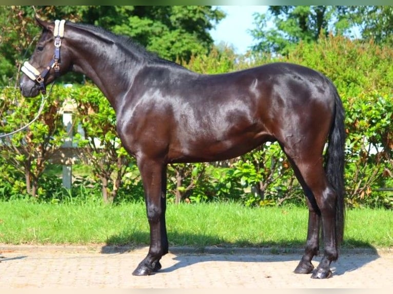 Hannover Castrone 3 Anni 168 cm Morello in Selsingen