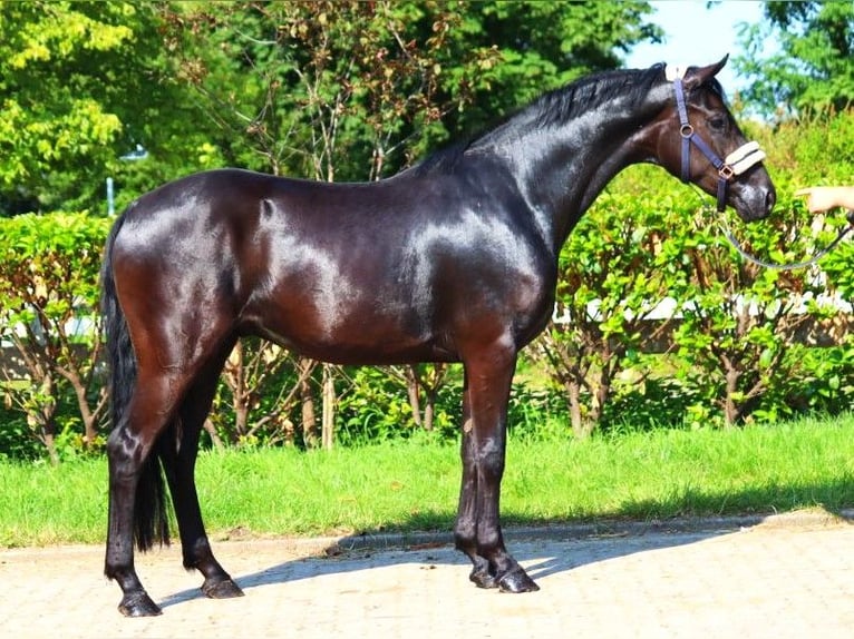 Hannover Castrone 3 Anni 168 cm Morello in Selsingen