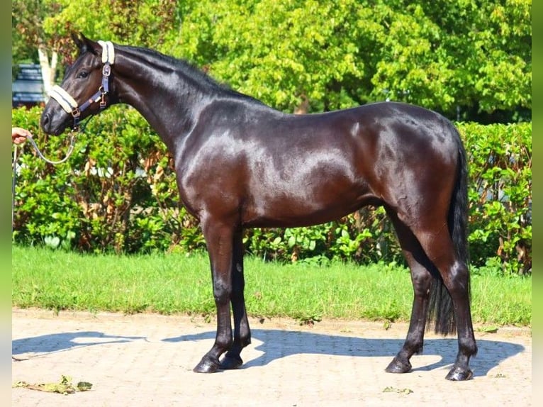 Hannover Castrone 3 Anni 168 cm Morello in Selsingen