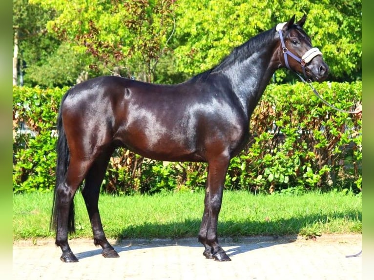 Hannover Castrone 3 Anni 168 cm Morello in Selsingen