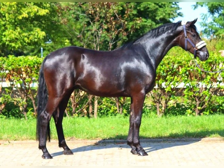 Hannover Castrone 3 Anni 168 cm Morello in Selsingen