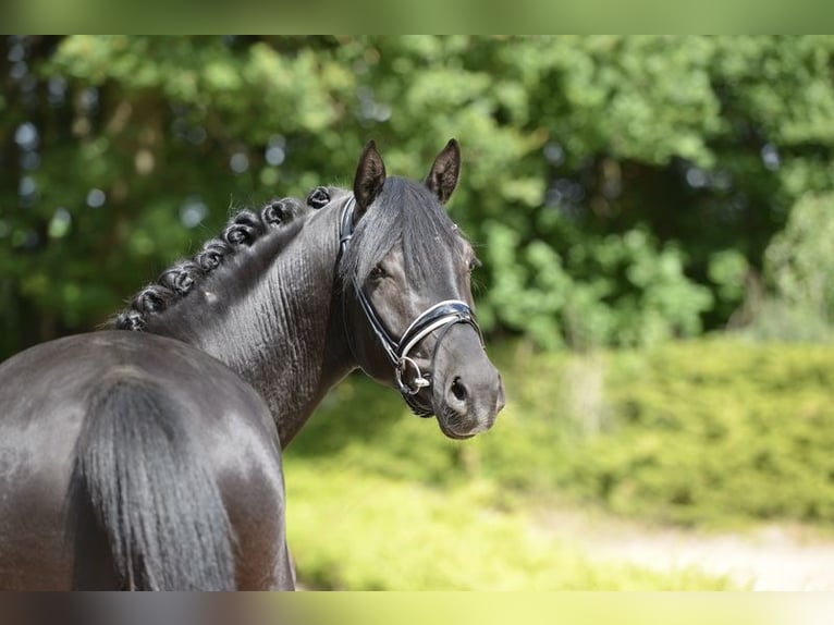 Hannover Castrone 3 Anni 168 cm Morello in Visbek