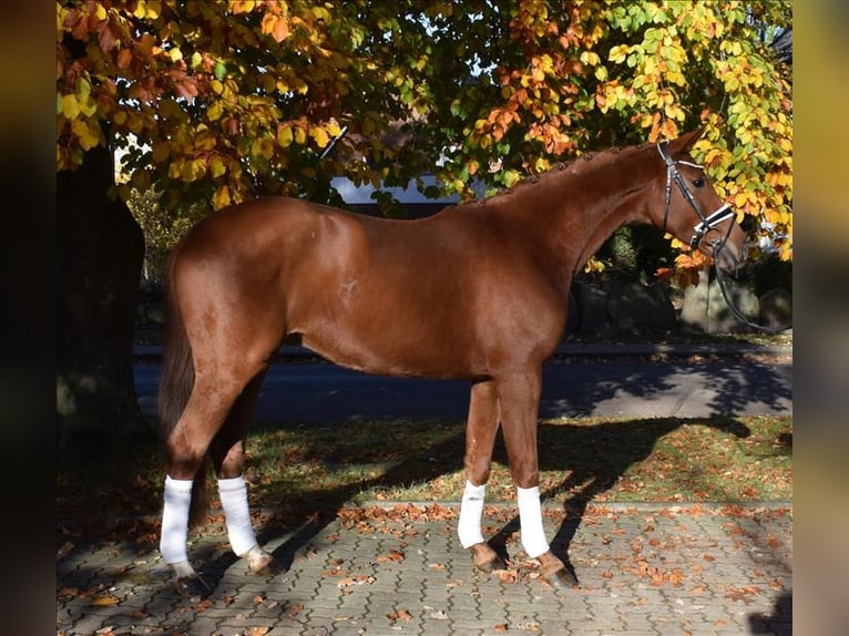 Hannover Castrone 3 Anni 168 cm Sauro in Fredenbeck