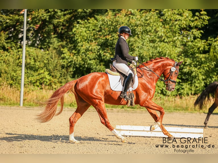Hannover Castrone 3 Anni 168 cm Sauro in Hassendorf