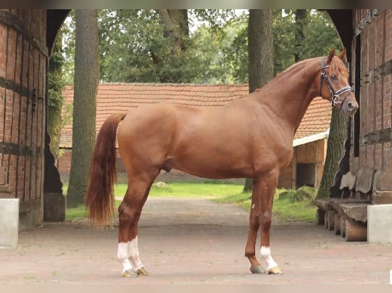 Hannover Castrone 3 Anni 168 cm Sauro in Heidesheim am Rhein