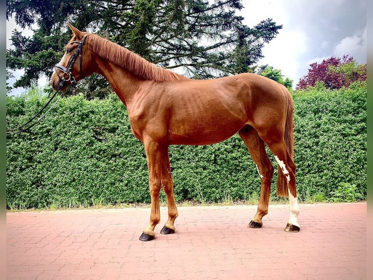 Hannover Castrone 3 Anni 168 cm Sauro in Wedemark