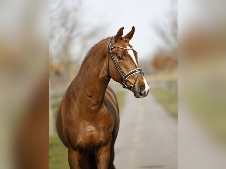 Hannover Castrone 3 Anni 168 cm Sauro scuro in Diepholz