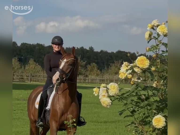 Hannover Castrone 3 Anni 168 cm Sauro scuro in Hemmoor