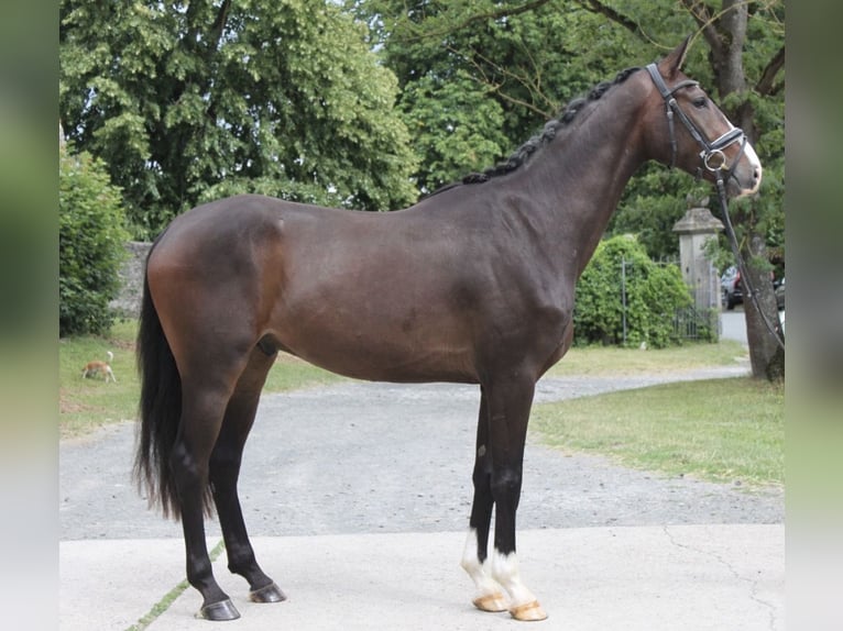 Hannover Castrone 3 Anni 169 cm Baio in Rosdorf