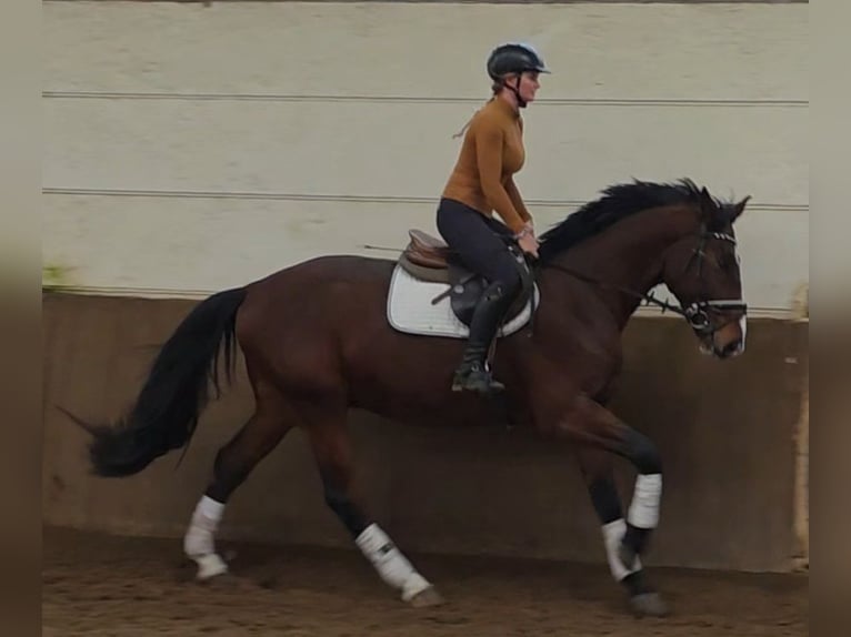 Hannover Castrone 3 Anni 169 cm Baio scuro in Braunschweig