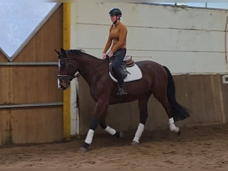 Hannover Castrone 3 Anni 169 cm Baio scuro in Braunschweig