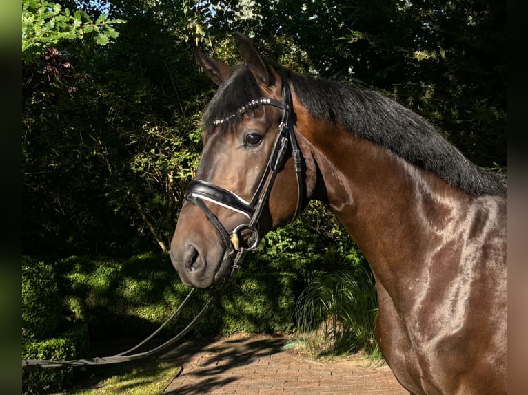 Hannover Castrone 3 Anni 169 cm Baio scuro in Sandbostel