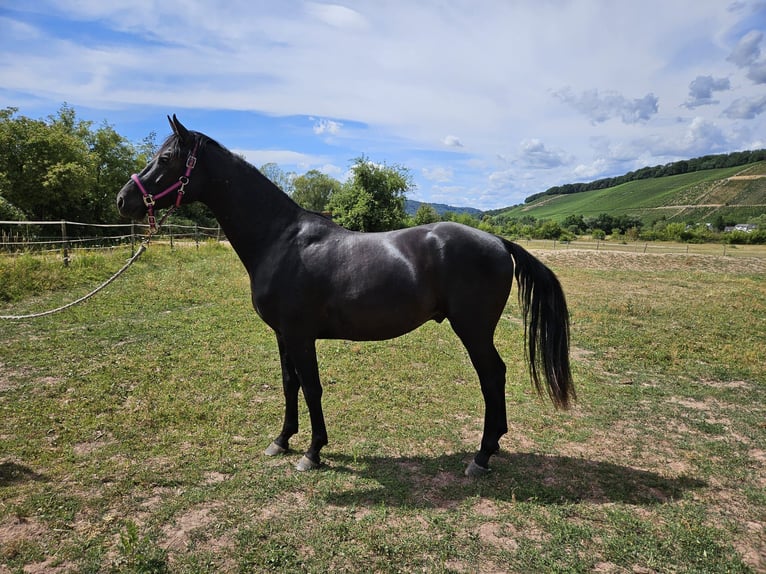 Hannover Castrone 3 Anni 169 cm Morello in Ayl