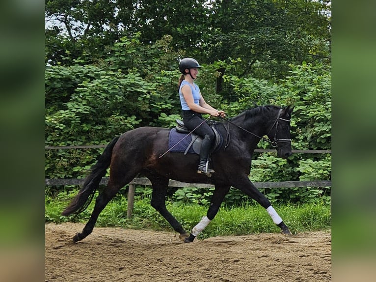 Hannover Castrone 3 Anni 169 cm Morello in Neuenkirchen
