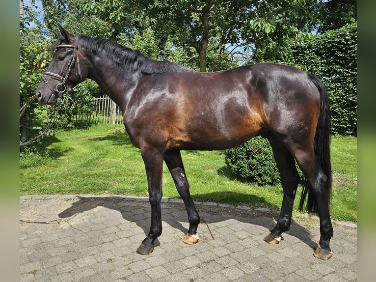 Hannover Castrone 3 Anni 169 cm Morello in Neuenkirchen