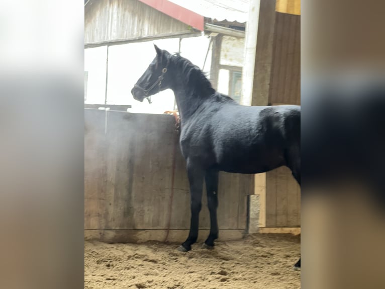 Hannover Castrone 3 Anni 169 cm Morello in Wien