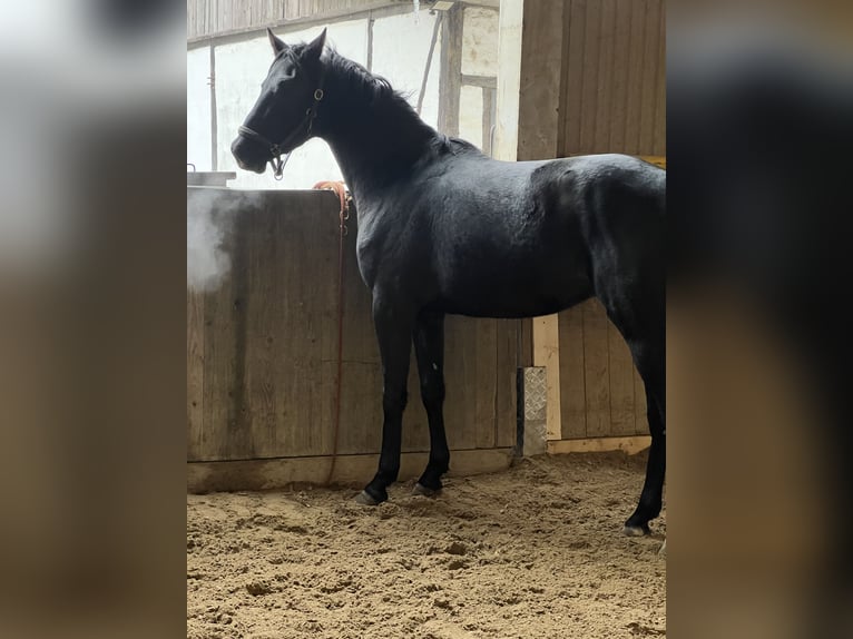 Hannover Castrone 3 Anni 169 cm Morello in Wien