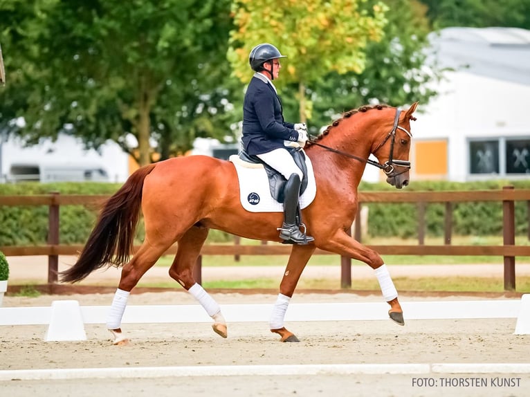 Hannover Castrone 3 Anni 169 cm Sauro in Verden