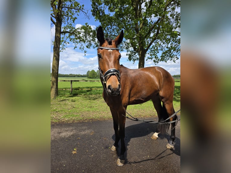 Hannover Castrone 3 Anni 170 cm Baio in Winkelsett