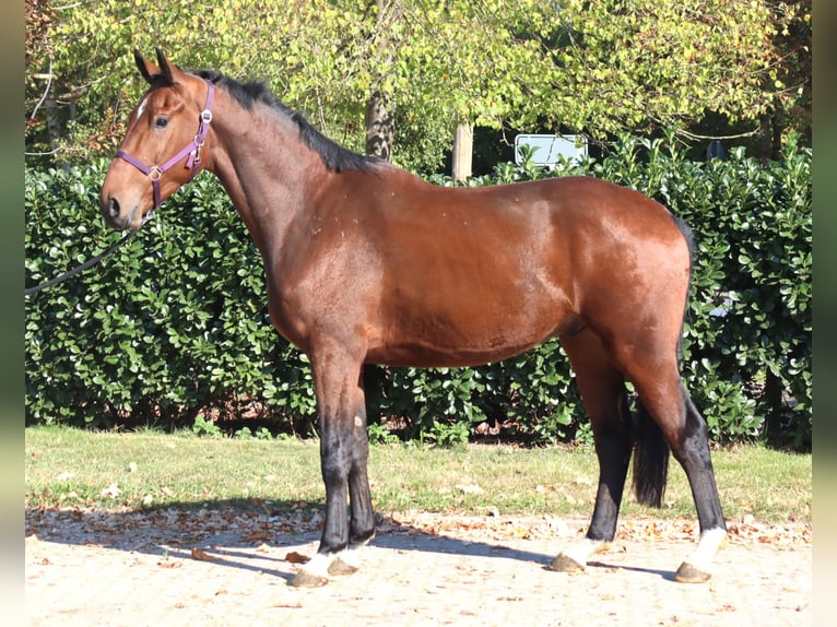Hannover Castrone 3 Anni 170 cm Baio in Selsingen