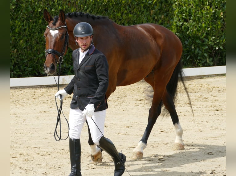 Hannover Castrone 3 Anni 170 cm Baio in Greifenstein