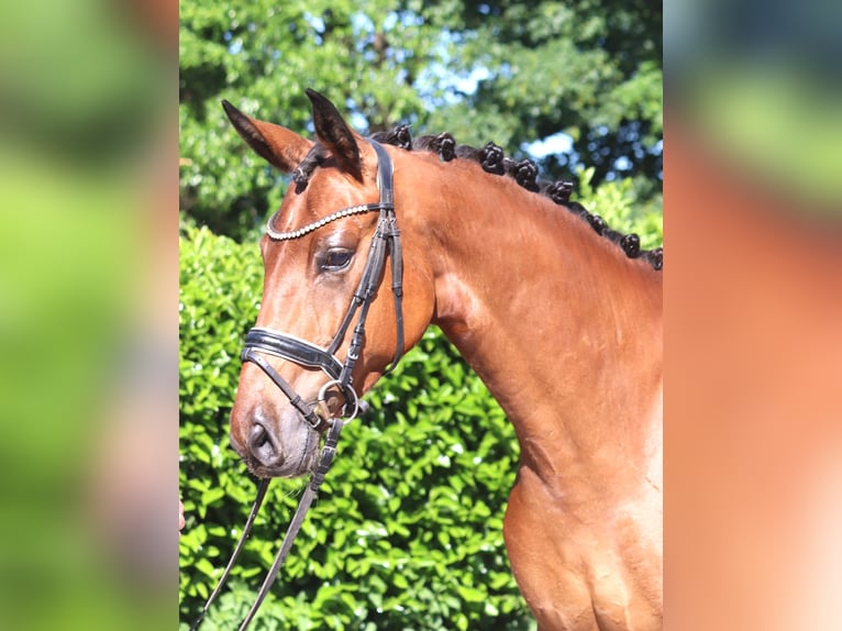 Hannover Castrone 3 Anni 170 cm Baio in Selsingen