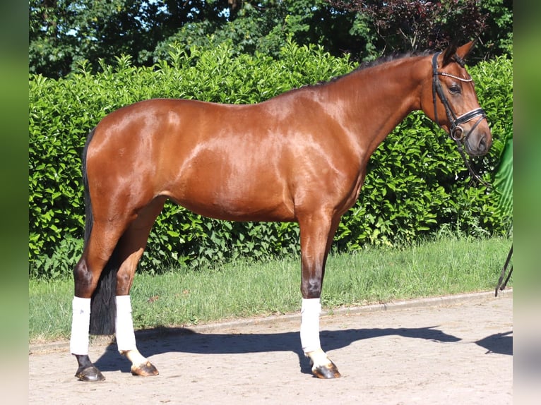 Hannover Castrone 3 Anni 170 cm Baio in Selsingen