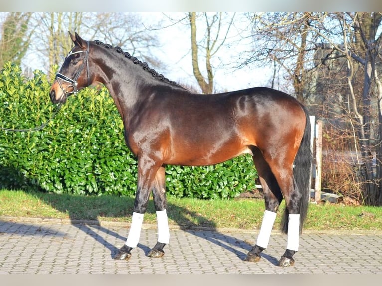 Hannover Castrone 3 Anni 170 cm Baio in Selsingen
